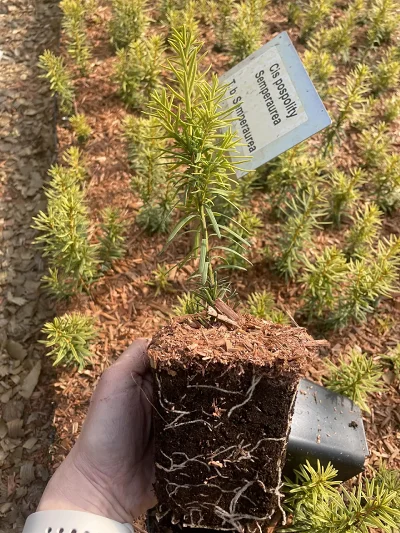 Cis Semperaurea P9 – sadzonka